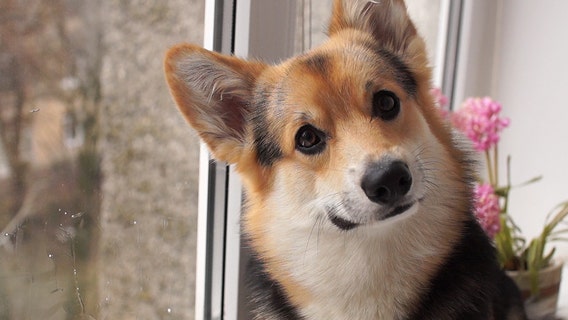 Cedar Park company ViaGen cloning favorite pets