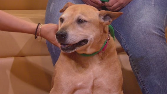 Pet of the Week: Leela