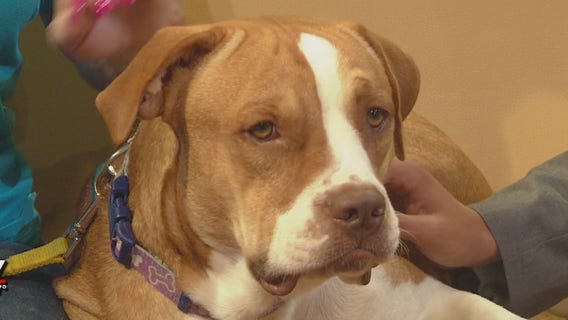 Pet of the Weekend: Gunner