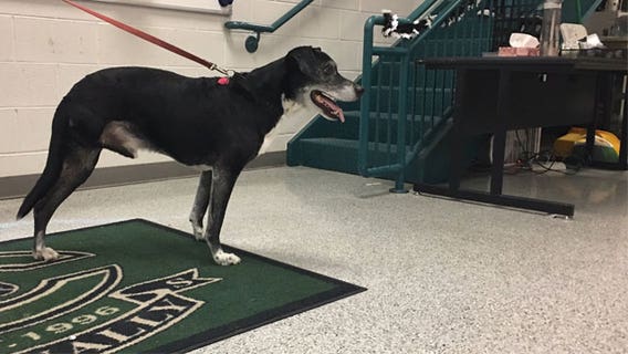 Pflugerville ISD students creating mobility device for three-legged dog