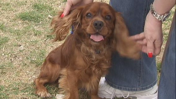 Pflugerville looking into animal shelter partnership with Williamson County