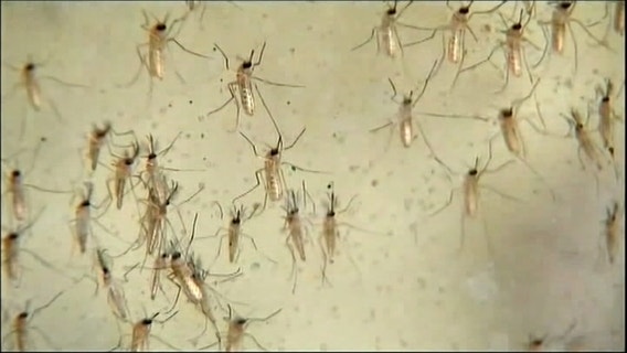 Hays County reports its first human case of West Nile Virus in 2025