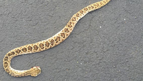 What to know about venomous snakes in Central Texas