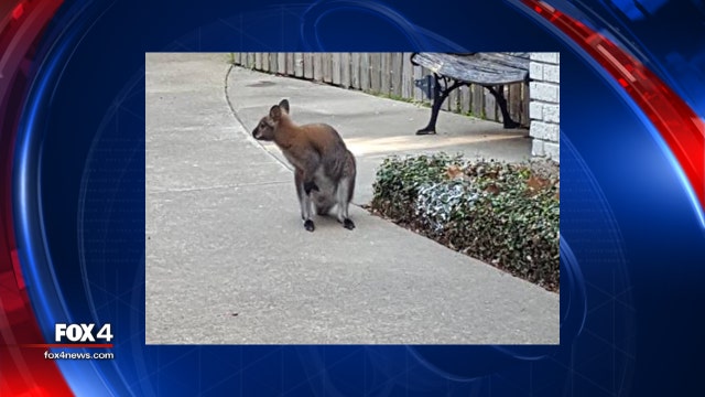 Wallaby found hopping around Dallas neighborhood returned to owner