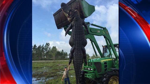 Hunters kill 15-foot, 800-pound alligator believed to have attacked cattle
