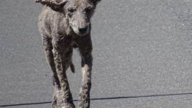 'Zombie dogs' roaming near Chicago are infected coyotes, police warn