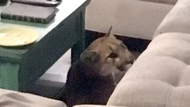 Colorado woman comes home to mountain lion trapped inside, and a dead house cat