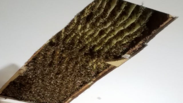 Massive bee hive found in DeKalb County home