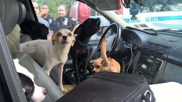 NYPD rescues 22 dogs trapped in car in sweltering heat