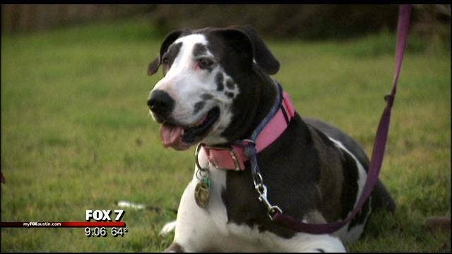 Great Dane honored by APD for crime-fighting