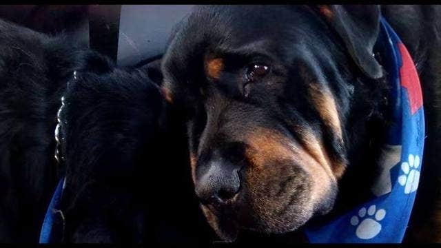 Video of Rottweiler mourning the loss of his brother goes viral