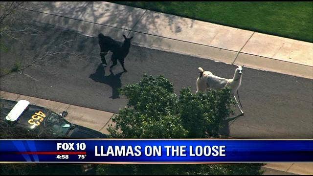 2 loose llamas lassoed after running amok near Phoenix