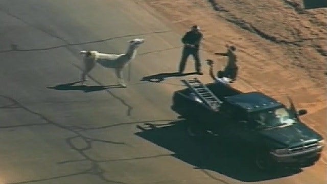Two Llamas captured after running loose in Phoenix