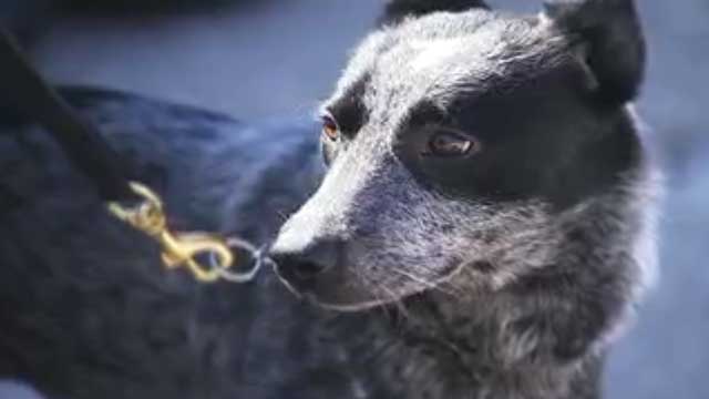 Shelter dogs to be trained as police K9s