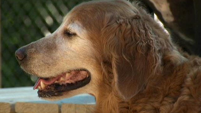 Pet Hotel soon to come to ABIA