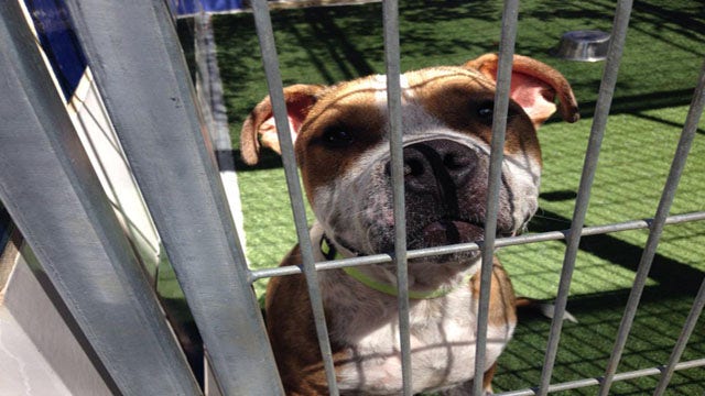 City reports Austin Animal Services falling short on animal care, response time