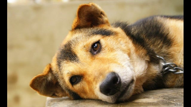 Anxiety may give dogs gray hair