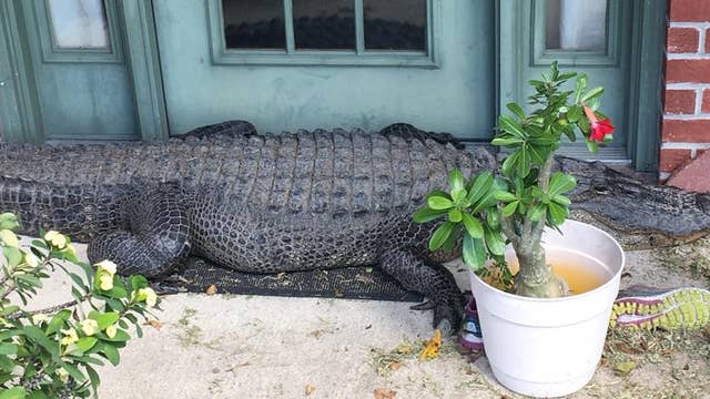 Enormous gator pretends to be doormat at Louisiana home