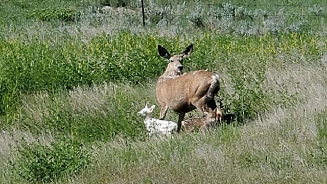 Deer gives birth to rare triplets, including albino fawn, in Montana