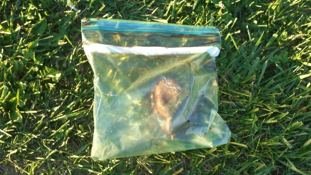 Possibly human heart found in plastic bag in field