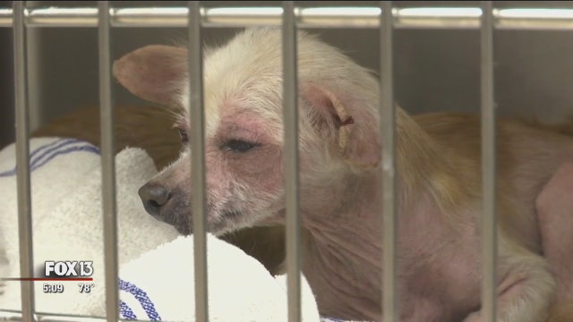 Police search for suspect who left 9 Chihuahuas for dead