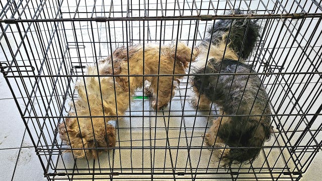 Dogs covered in feces found abandoned in a foreclosed house