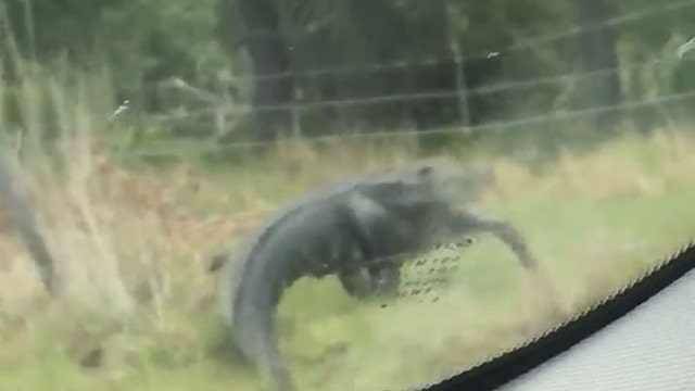 Alligator makes its way through barbed wire fence like it's no big deal