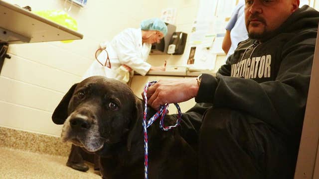 Dog's leg amputated with garden shears, kitchen knife in Hamtramck