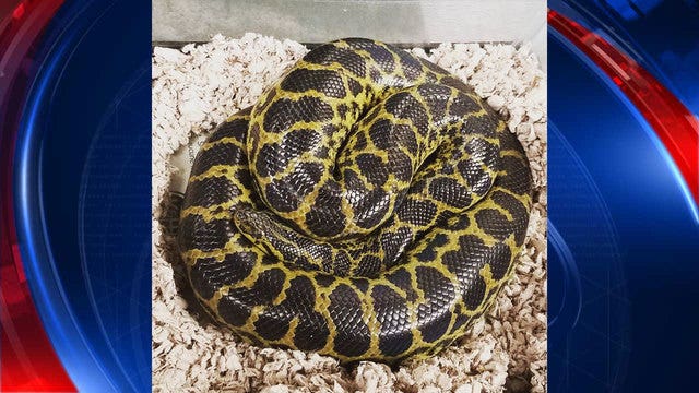 Animal control removes anaconda from toilet in Va. apartment