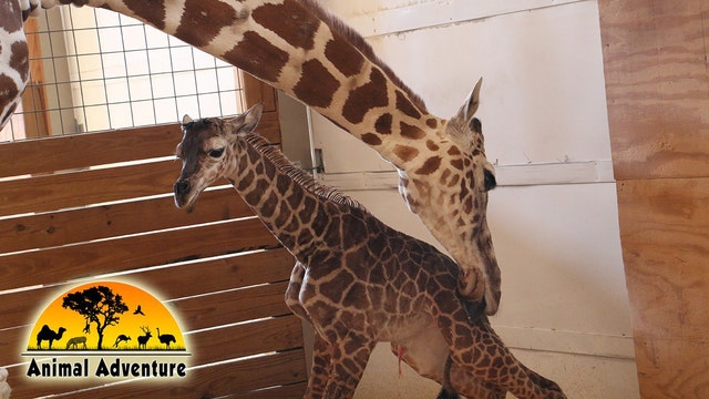 Park announces exact time giraffe cam will go dark
