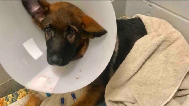 Police: Man fatally injured German Shepherd puppy, asked for donations online