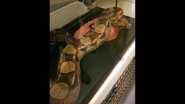 5-foot boa constrictor "Chuck" found in NC hotel room