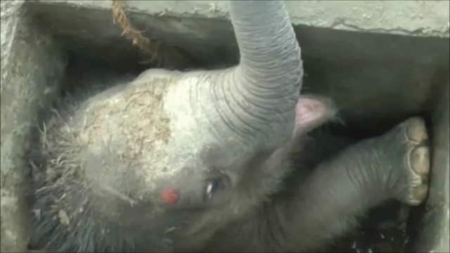 Baby elephant rescued from street drain