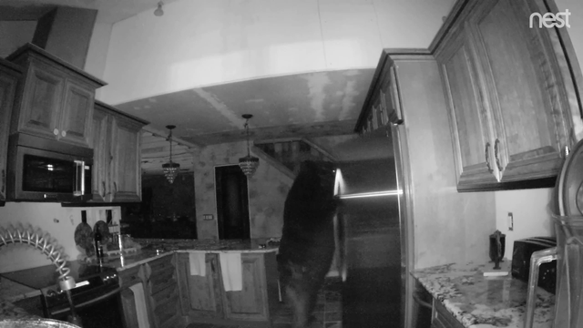 Bear breaks into house, explores for five hours while homeowner sleeps