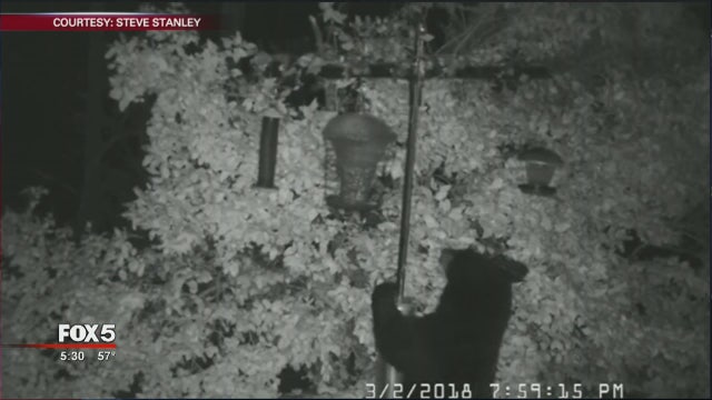 Black bear caught on home surveillance video