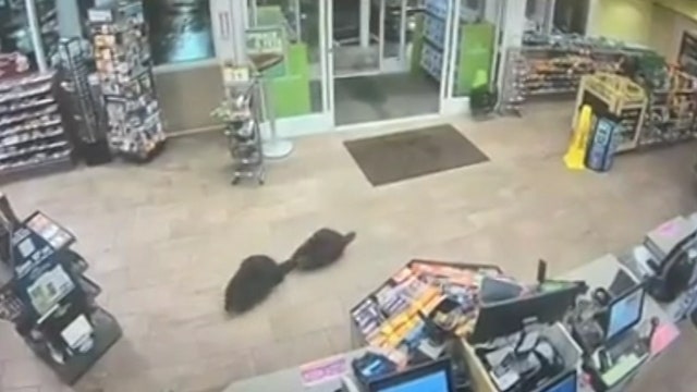 Beavers stroll into a Massachusetts convenience store