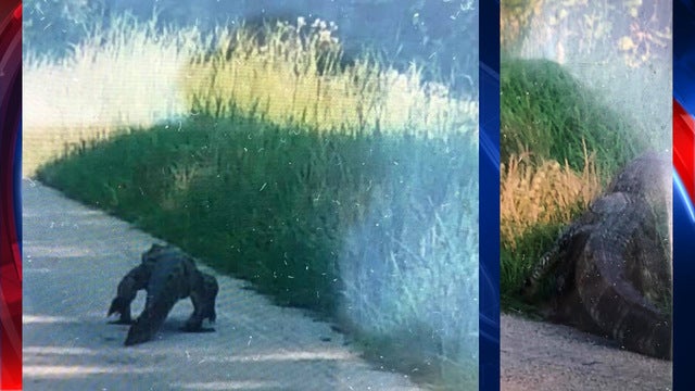 Sheriff shares photo of wandering alligator in Walton County