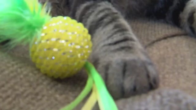 APA! offering $22 adoptions for month of January