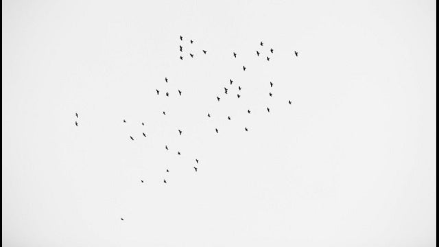 PHOTO: 49 birds fly over Orlando memorial