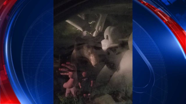 Looking for treats, black bear gets stuck in car, honks horn
