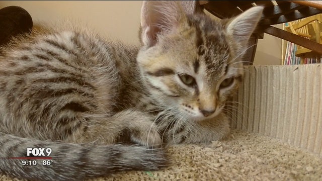 Serial cat killer sentenced in California