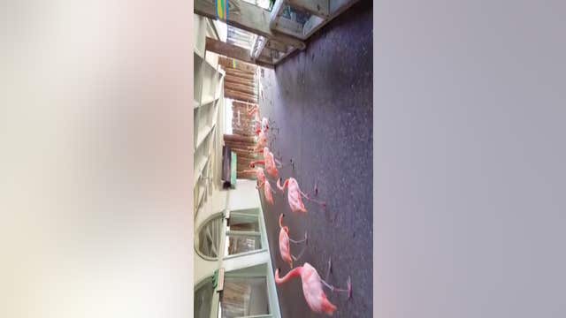 Busch Gardens' Flamingos take shelter before Irma hits