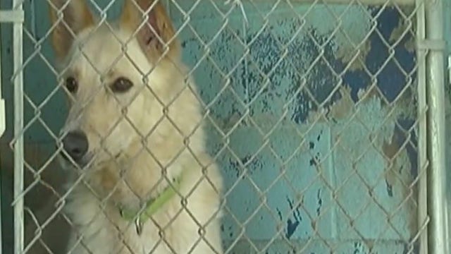 Nearly 200 animals rescued from Texas home, including rabbits, turkeys, exotic birds