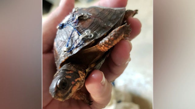 Carolina Waterfowl Rescue wants your old bra to help save injured turtles