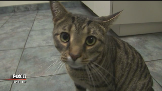 No one knows how cat from Michigan ended up in Tampa
