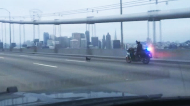 Chihuahua leads troopers on chase across Bay Bridge