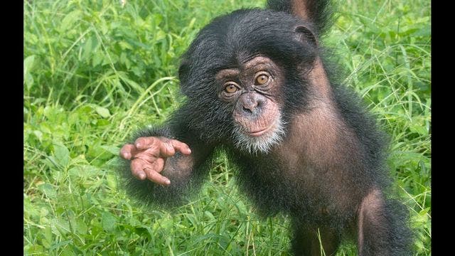 Appeals court says chimpanzees don't have rights of people