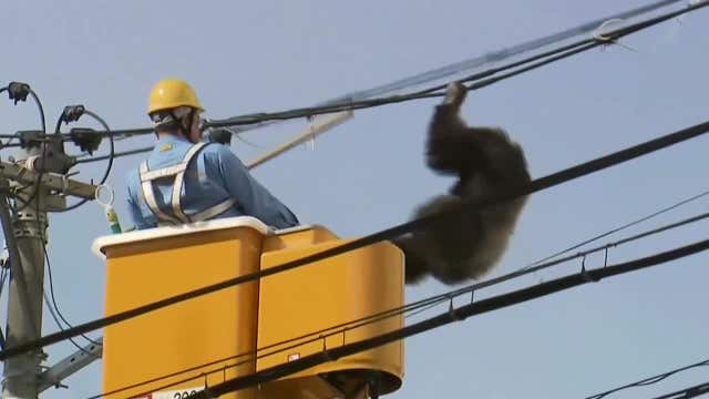 WATCH: Chimpanzee escapes from zoo
