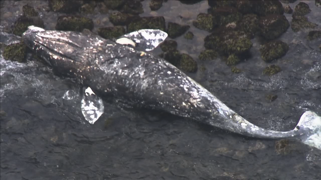 Rot in peace: NOAA looking for private beaches where whale corpses can decay