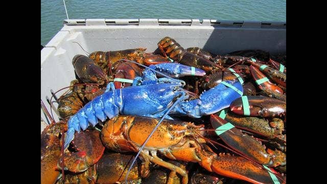 Man snags rare bright blue lobster